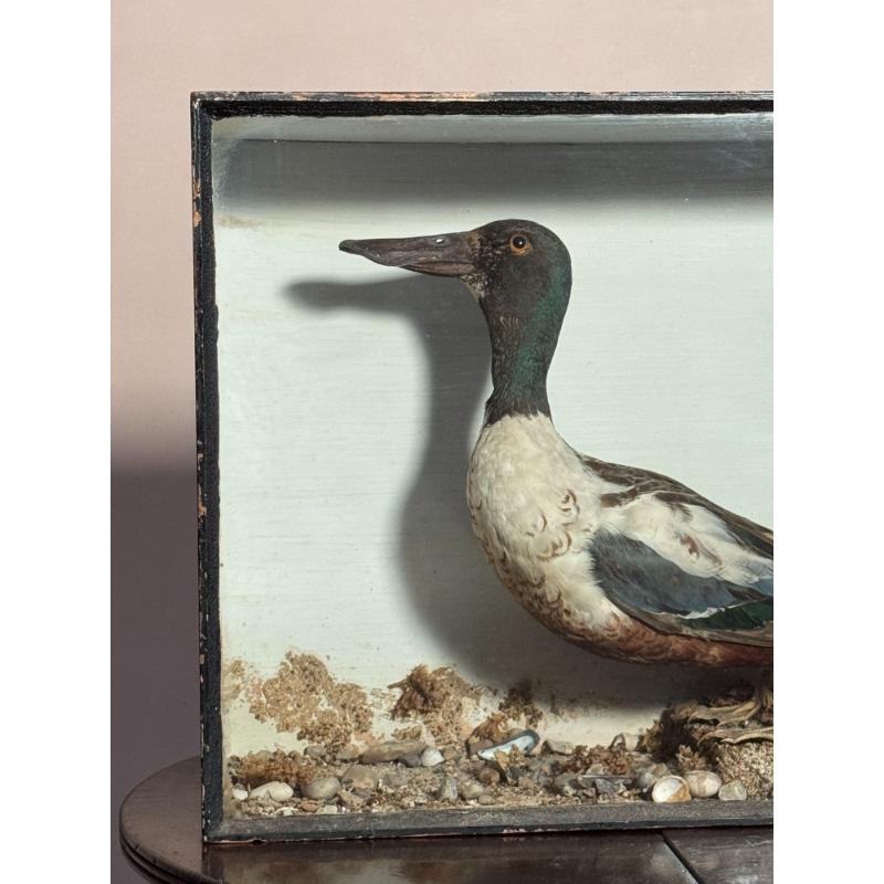 Cased Taxidermy Shoveler Duck image 4