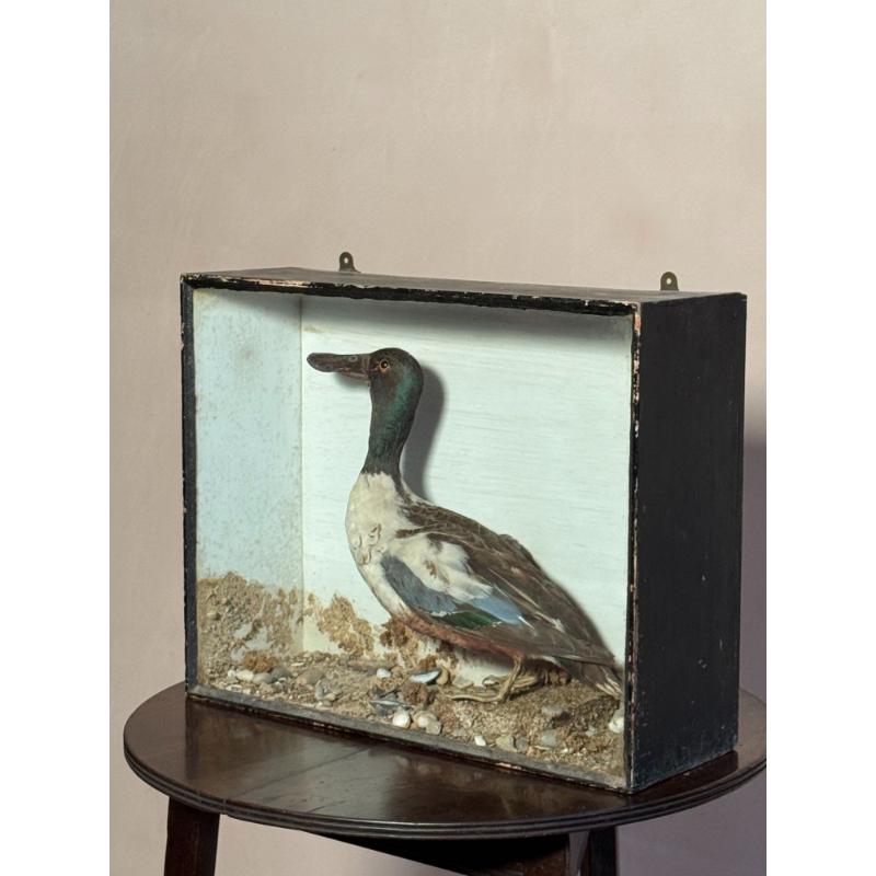 Cased Taxidermy Shoveler Duck image 5