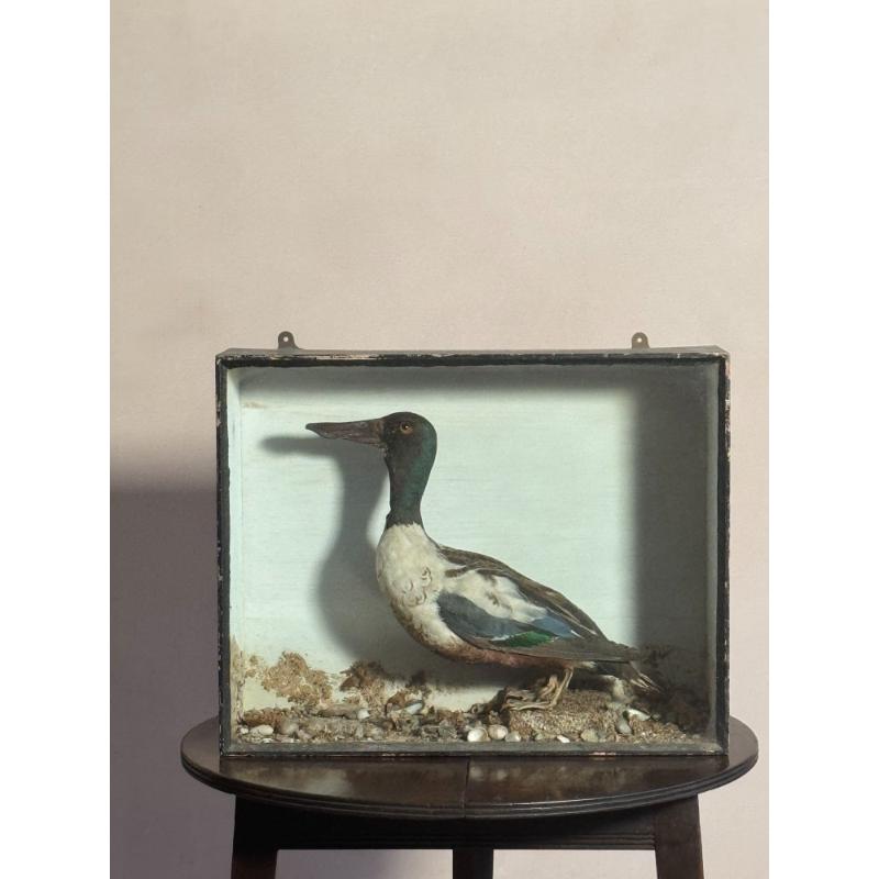 Cased Taxidermy Shoveler Duck image 7