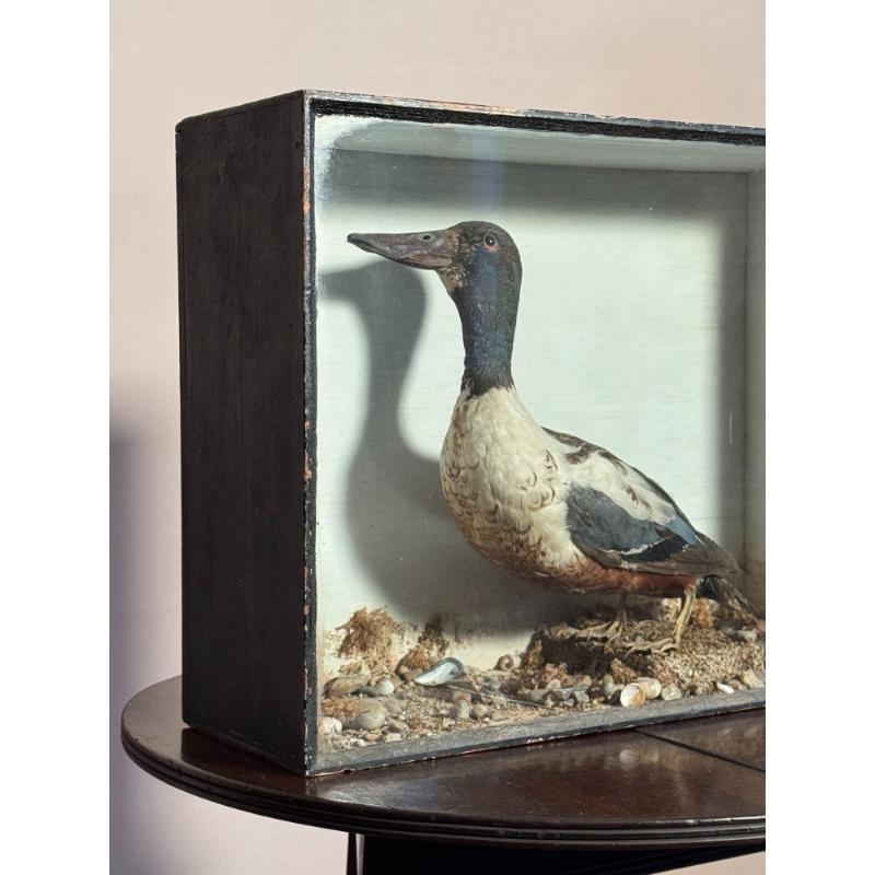 Cased Taxidermy Shoveler Duck image 3