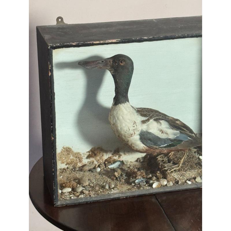 Cased Taxidermy Shoveler Duck image 6